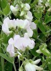 Lathyrus latifolius ‘White Pearl’ Lathyrus latifolius ‘White Pearl’ | Pronkerwt 150 P9