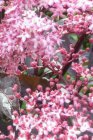 Eupatorium maculatum ‘Purple Bush’ Eupatorium maculatum ‘Purple Bush’ | Koninginnekruid 150 P9