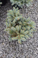 Picea pungens ‘Glauca Globosa’ 80/100 C8 Picea pungens‘Glauca Globosa’ | Kerstspar-Blauwe dwergspar 80-100 C8