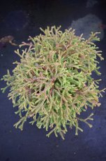 Thuja occidentalis ‘Golden Tuffet’ | Levensboom 20-25 C