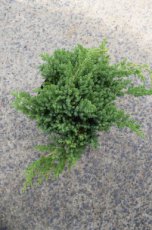 Juniperus procumbens ‘Nana’ 25/30 C5 Juniperus procumbens ‘Nana’(Green Mound) | Jeneverbes 25-30 C5