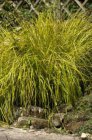 Carex elata ‘Aurea P9 Carex elata ‘Aurea’(=Bowles Golden) | Stijve zegge 65 P9 (WINTERGROEN)