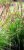 Carex elata ‘Aurea P9 Carex elata ‘Aurea’(=Bowles Golden) | Stijve zegge 65 P9 (WINTERGROEN)