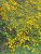 Kerria japonica ‘Pleniflora’ 50/60 C Kerria japonica ‘Pleniflora’ - Ranonkelstruik 50-60 C