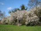 Prunus spinosa-Sleedoorn 60-80 C2