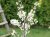Prunus spinosa 60/80 C2 Prunus spinosa-Sleedoorn 60-80 C2
