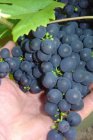 Vitis vinifera 'Boskoop Glory' Vitis vinifera 'Boskoop Glory' | Blauwe druif 30/40 C2