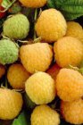 Rubus idaeus 'Fallgold' | Gele herfstframboos 30/40 C