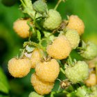 Rubus idaeus 'Golden Everest' 30/40 C Rubus idaeus 'Golden Everest' | Gele zomerframboos 30/40 C