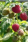 Rubus idaeus 'Malling Promise' 30/40 C Rubus idaeus 'Malling Promise' | Rode Zomerframboos 30/40 C