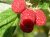 Rubus idaeus 'Malling Promise' 30/40 C Rubus idaeus 'Malling Promise' | Rode Zomerframboos 30/40 C