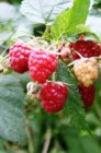 Rubus idaeus 'Autumn Bliss' 30/40 C Rubus idaeus 'Autumn Bliss' | Rode herfstframboos 30/40 C