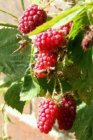 Rubus x loganobaccus 'American Thornless' | Doornloze loganbes-Loganberry 30/40 C