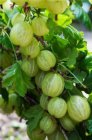 Ribes uva-crispa 'Whitesmith' 30/40 P11 Ribes uva-crispa 'Whitesmith' | Groene kruisbes-Stekelbes 30/40 P11