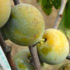 Prunus domestica 'Reine Claude d'Oullins' STR C Prunus domestica 'Reine Claude d'Oullins'  | Pruim C7