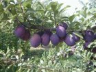 Prunus domestica 'Reine Claude d'Althan' STR C Prunus domestica 'Reine Claude d'Althan' (R.C. Conducta)  | Pruim C7