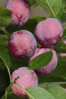 Prunus domestica 'Opal' HA C Prunus domestica 'Opal' HALFSTAM | Pruim C7