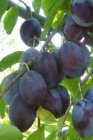 Prunus domestica 'Altesse Simple' STR C Prunus domestica 'Altesse Simple'  | Pruim-Kwets C7