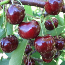 Prunus avium 'Bigarreau Burlat' STR C Prunus avium 'Bigarreau Burlat'  | Kers C7