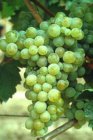 Vitis vinifera 'Vroege van der Laan'(=Chasselas Doré de Fontainebleau') | Witte druif 30/40 P13