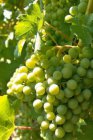 Vitis vinifera 'Bianca' Vitis vinifera 'Bianca' | Witte druif 30/40 P11