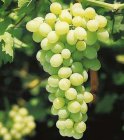 Vitis vinifera 'Muscat d'Alexandrie' Vitis vinifera 'Muscat d'Alexandrie' | Witte druif 30/40 P13