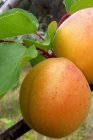 Prunus armeniaca 'Royal' STR C Prunus armeniaca 'Royal' (Early Orange) | Abrikoos C7
