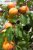 Prunus armeniaca 'Polonais' HA C Prunus armeniaca 'Polonais' HALFSTAM | Abrikoos C7