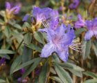 RHODODENDRON 'BLUE TIT' 25-30 C