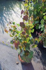 Cercidiphyllum japonicum 60/100 C Cercidiphyllum japonicum - Katsuraboom|hartjesboom 60-100 C