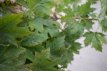 Acer plat. ‘Globosum’ 14/16 HO Mot Acer platanoides ‘Globosum’ 14/16 HO Mot  BOLESDOORN