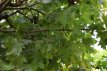 Acer plat. ‘Globosum’ 14/16 HO Mot Acer platanoides ‘Globosum’ 14/16 HO Mot  BOLESDOORN