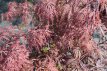 Acer palmatum ‘Garnet’ 70/90 stam 50 Acer palmatum ‘Garnet’ (= ‘Dissectum Garnet’) - Esdoorn - stam 50 cm | 70-90 C10