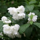 Philadelphus lemoinei Philadelphus lemoinei