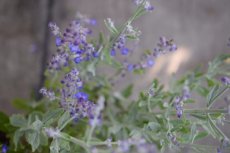 Perovskia atriplicifolia ‘Little Spire’® - Blauwspirea  60 P9