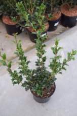Osmanthus heterophyllus - Schijnhulst 30-40 C