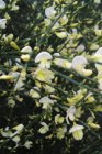 Cytisus praecox ‘Albus’ 40/60 C Cytisus praecox ‘Albus’ - wit-Brem 40-60  C
