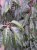 Prunus lusitanica 'Angustifolia' 8/10 HO Prunus lusitanica 'Angustifolia'  8/10  HO  C30  PORTUGESE BOLLAURIERKERS