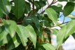 Prunus lusitanica 'Angustifolia' 8/10 HO Prunus lusitanica 'Angustifolia'  8/10  HO  C30  PORTUGESE BOLLAURIERKERS