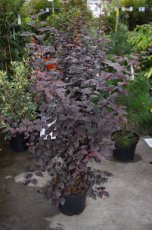 Prunus cerasifera ‘Nigra’ 100/125 C10 Prunus cerasifera ‘Nigra’ - Kerspruim  100-125  C10