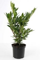 Prunus laurocerasus  ‘Otto Luyken’ 50/60 C5 Prunus laurocerasus  ‘Otto Luyken’ - Laurierkers 50-60  C5