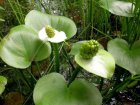 Calla palustris | Slangenwortel  20-25  P9
