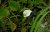 Calla palustris P18 Calla palustris | Slangenwortel   25-30  P18