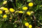 Cotula coronopifolia | Goudknopje  20-30  P9