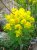 Euphorbia palustris Euphorbia palustris | Moeraswolfsmelk  20-25  P9