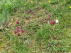 Fritillaria meleagris Fritillaria meleagris | Wilde kievitsbloem 15-20  P9