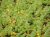 Hypericum elodes Hypericum elodes | Moerashertshooi 20-25  P9