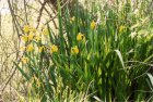 Iris pseudacorus | Gele lis  25-30  P9