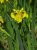 Iris pseudacorus Iris pseudacorus | Gele lis  25-30  P9