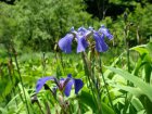 Iris setosa | Wilde iris   20-25  P9